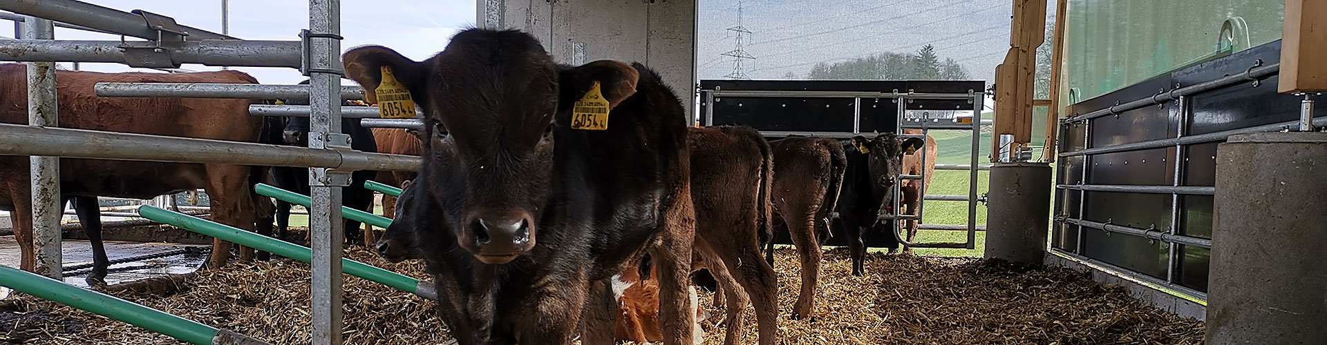 Veau Wagyu dans l'étable