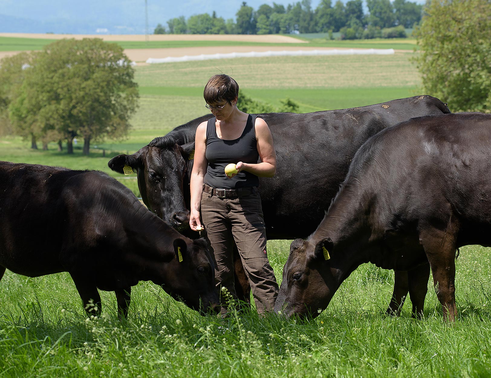 Les bovins Wagyu sont curieux