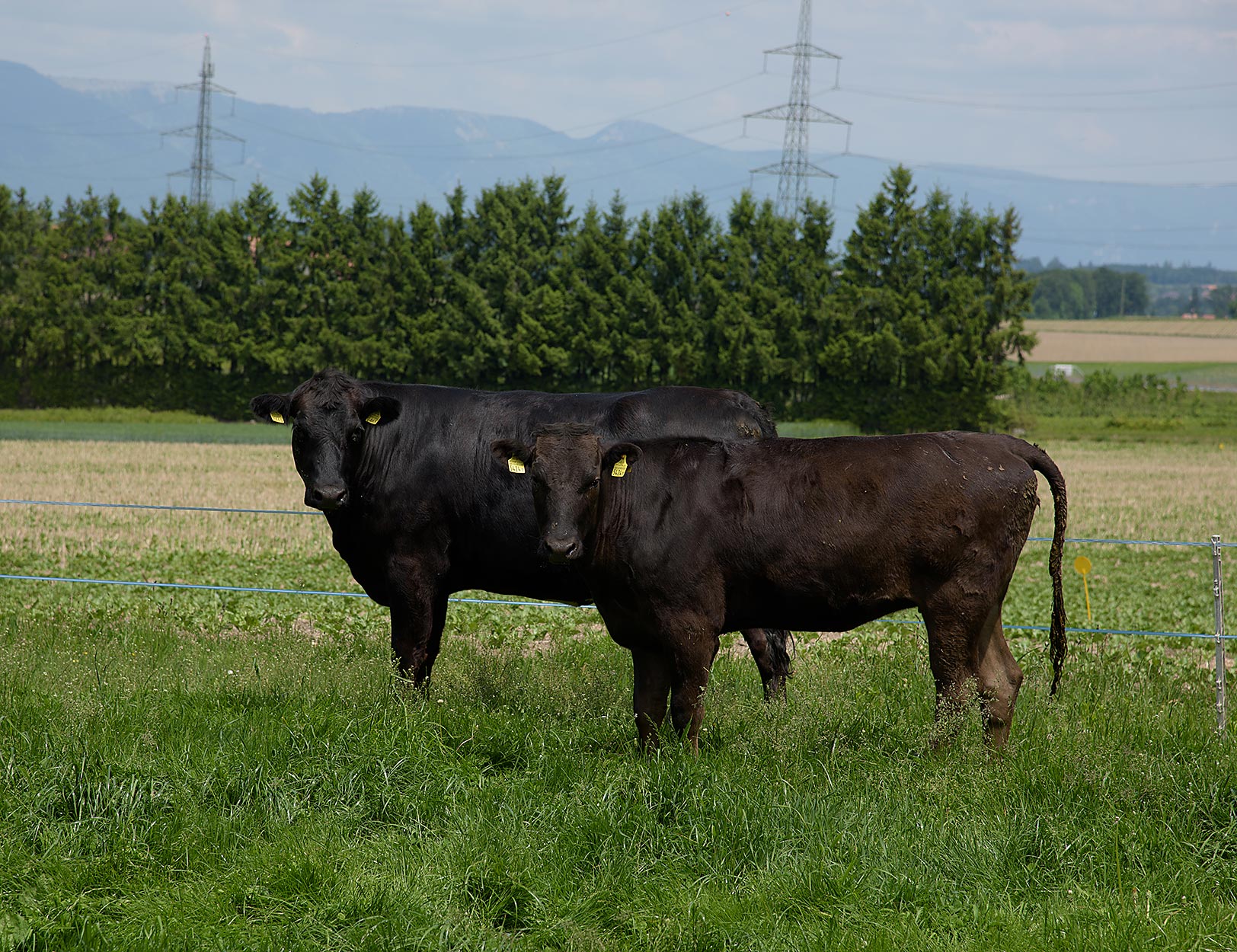 Bétail Wagyu au pâturage