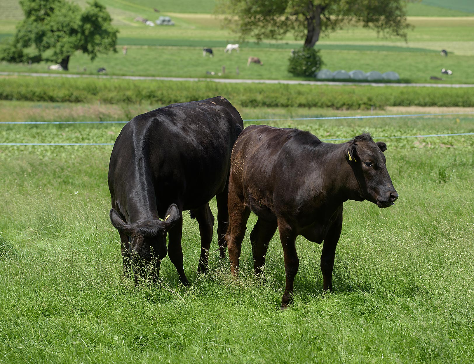 Vache Wagyu et veau