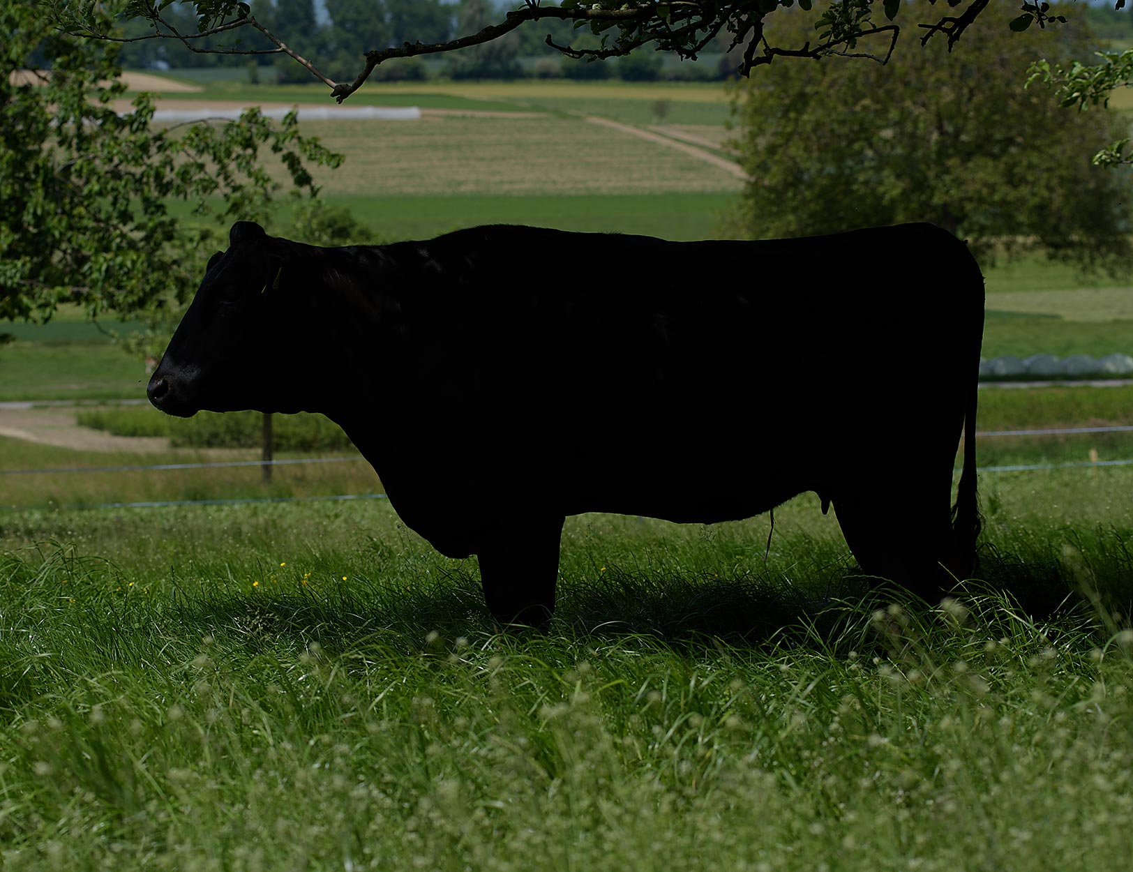 Wagyu Rind im Schatten