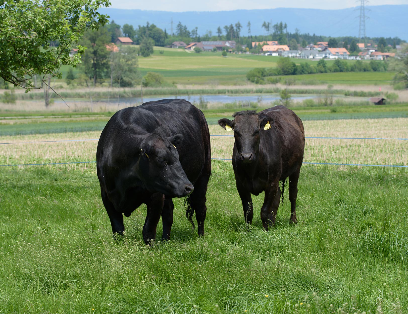 Wagyu Rinder auf der Weide