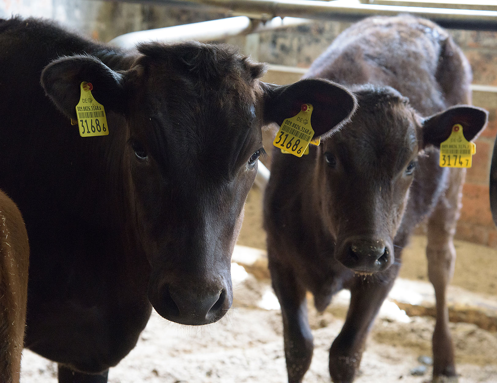 Wagyu Rinder im Stall